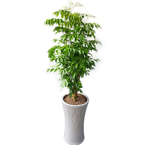 녹보수