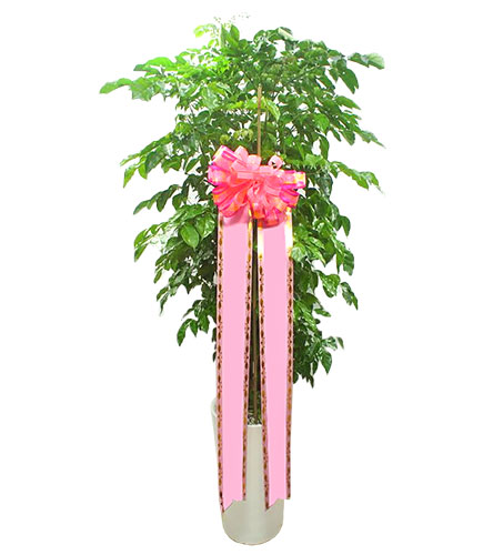 녹보수