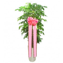 녹보수