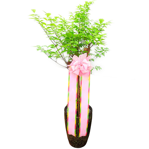 해피트리 행복나무
