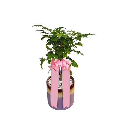 녹보수